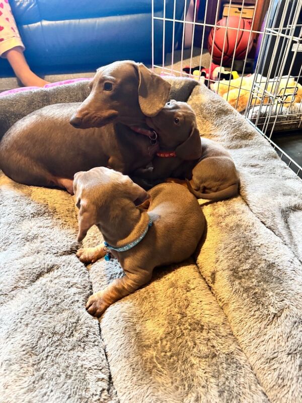 Isabella and tan dachshund puppies for sale in Kenilworth, Warwickshire - Image 10