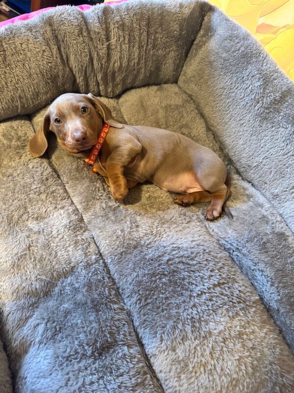 Isabella and tan dachshund puppies for sale in Kenilworth, Warwickshire - Image 11