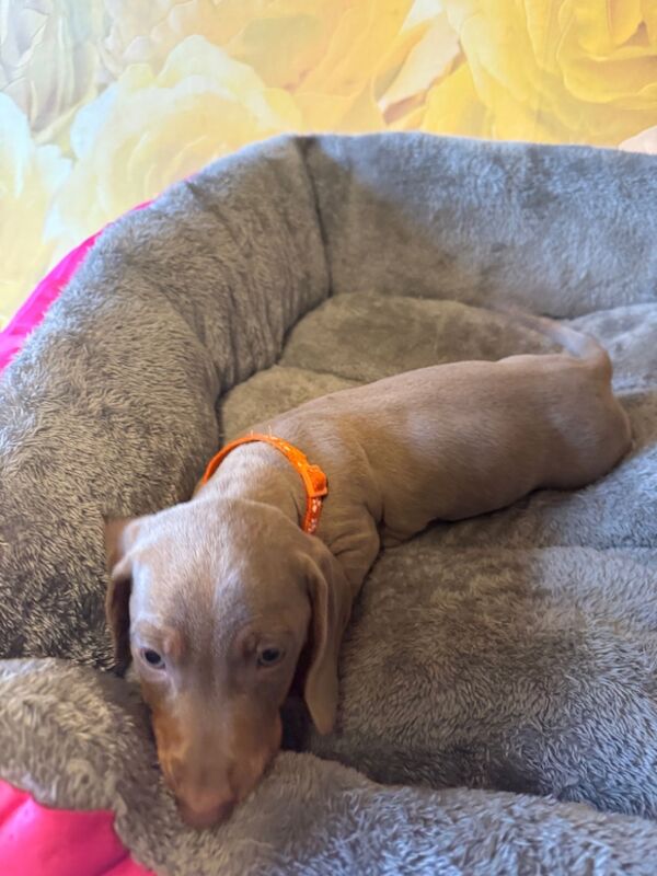 Isabella and tan dachshund puppies for sale in Kenilworth, Warwickshire - Image 12