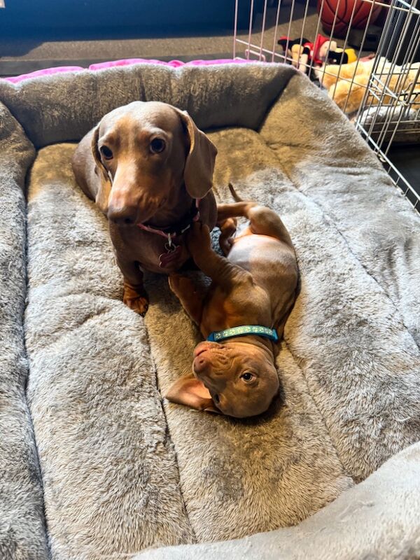 Isabella and tan dachshund puppies for sale in Kenilworth, Warwickshire - Image 13