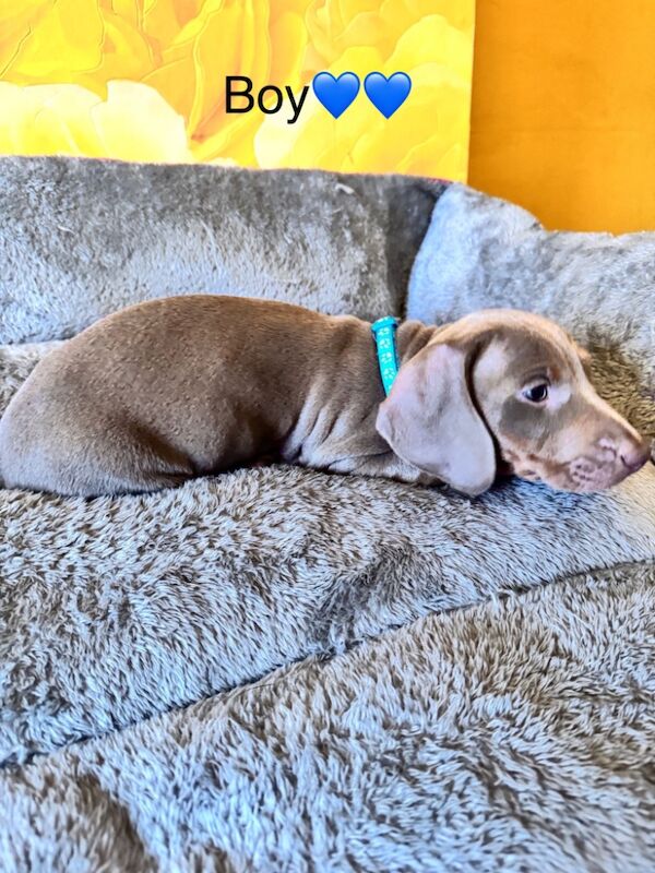 Isabella and tan dachshund puppies for sale in Kenilworth, Warwickshire - Image 15