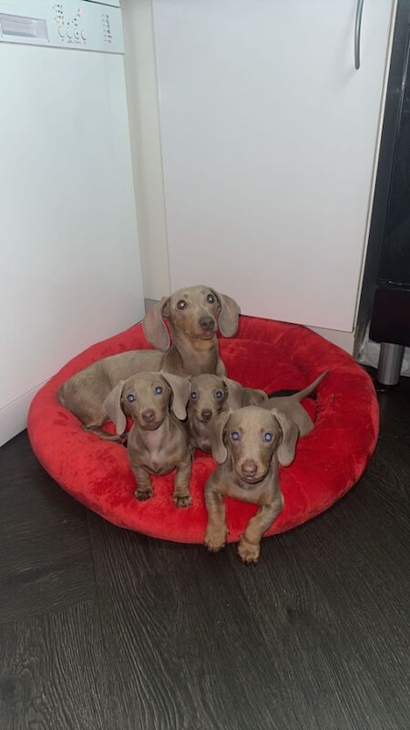 Isabella and tanned miniature dachshund puppies for sale in Custom House, Newham, Greater London