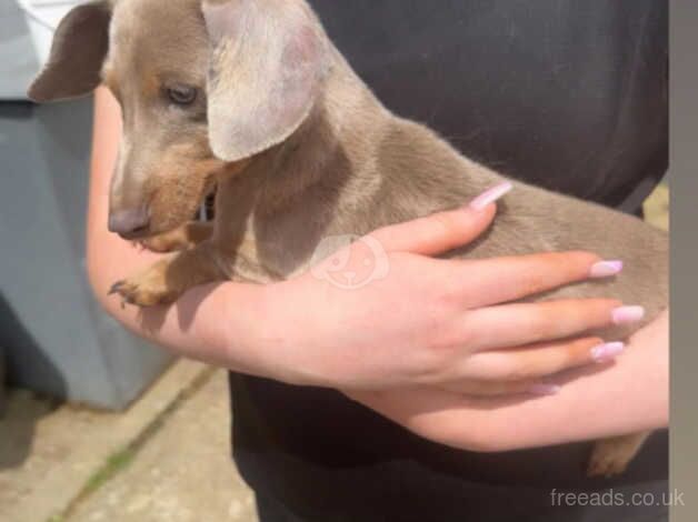 Isabella dachshund for sale in Borehamwood, Hertfordshire