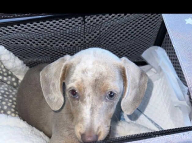 Isabella dachshund for sale in Borehamwood, Hertfordshire - Image 2