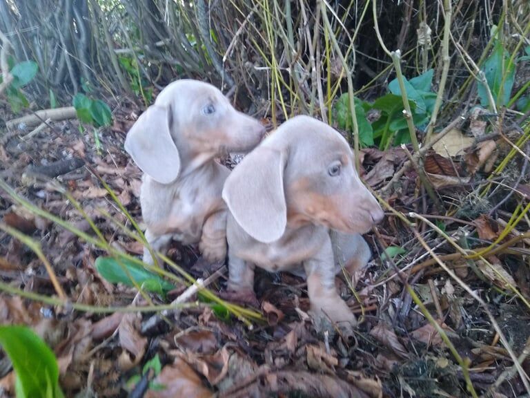 Isabella miniature dachshund puppies