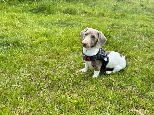 Isabella pied miniature dachshund for sale in Wednesbury, West Midlands