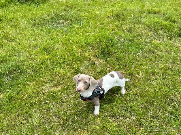 Isabella pied miniature dachshund for sale in Wednesbury, West Midlands - Image 2