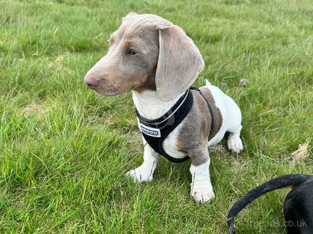 KC Registered Dachshund Puppies for sale in West Midlands