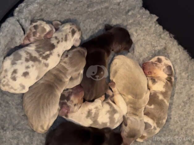 Isabella Reserve beautiful Dachshunds puppies for sale in Bexley, Bexley, Greater London