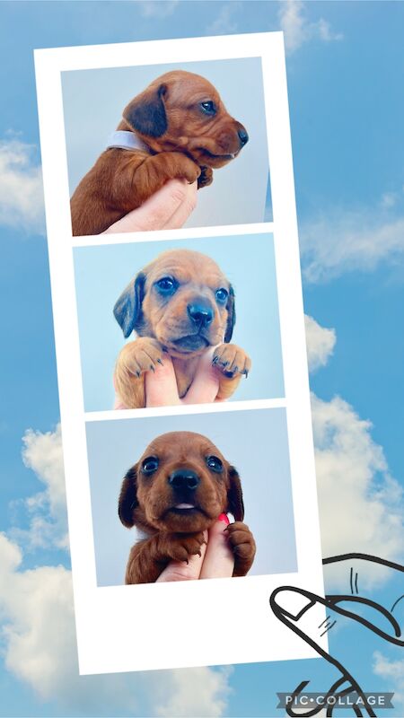 KC Clear Red Miniature Smooth Dachshunds for sale in Cloy, Wrexham - Image 1