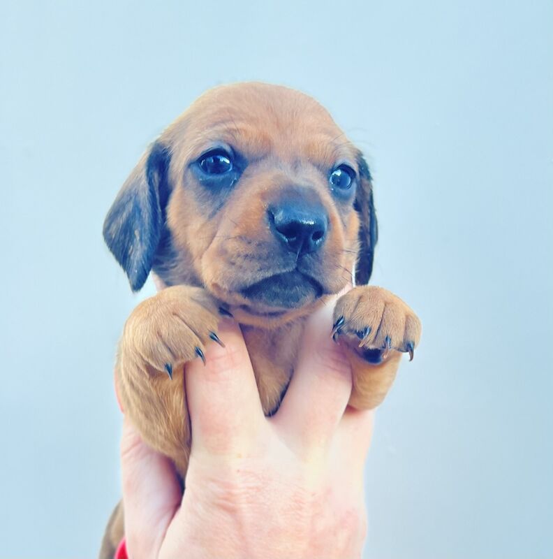 KC Clear Red Miniature Smooth Dachshunds for sale in Cloy, Wrexham - Image 2