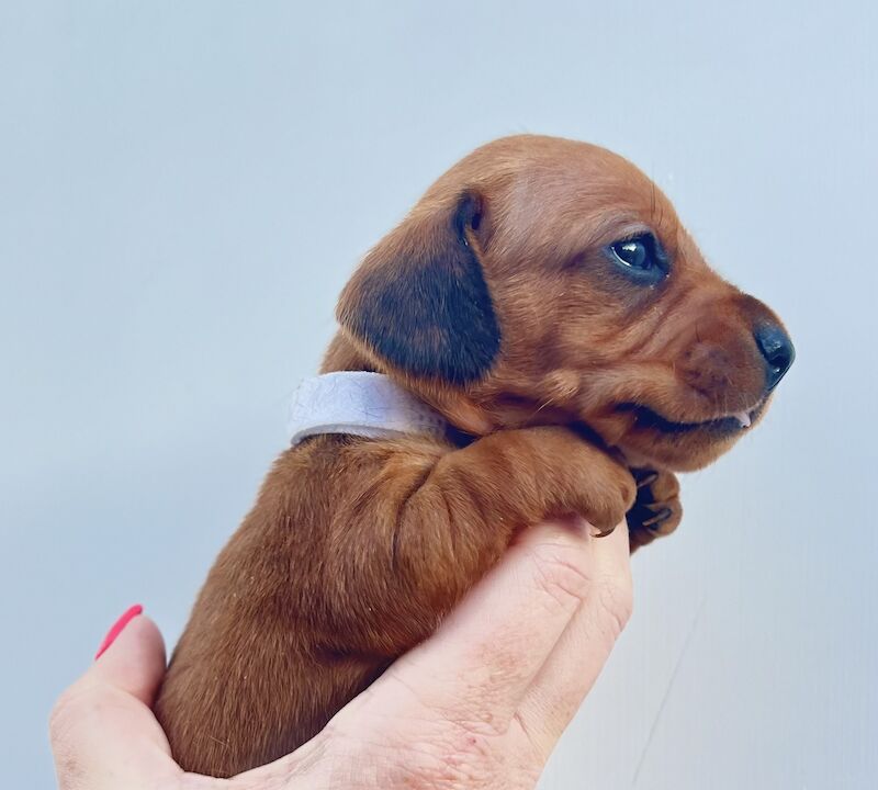 KC Clear Red Miniature Smooth Dachshunds for sale in Cloy, Wrexham - Image 3