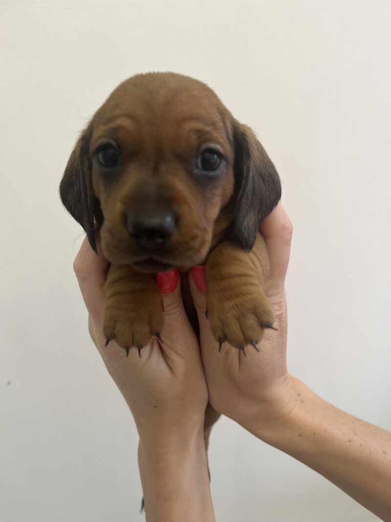 KC Clear Red Miniature Smooth Dachshunds for sale in Cloy, Wrexham - Image 4