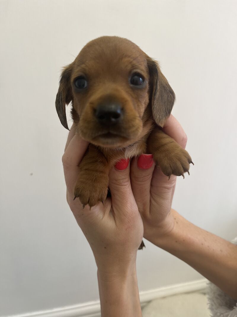 KC Clear Red Miniature Smooth Dachshunds for sale in Cloy, Wrexham - Image 5