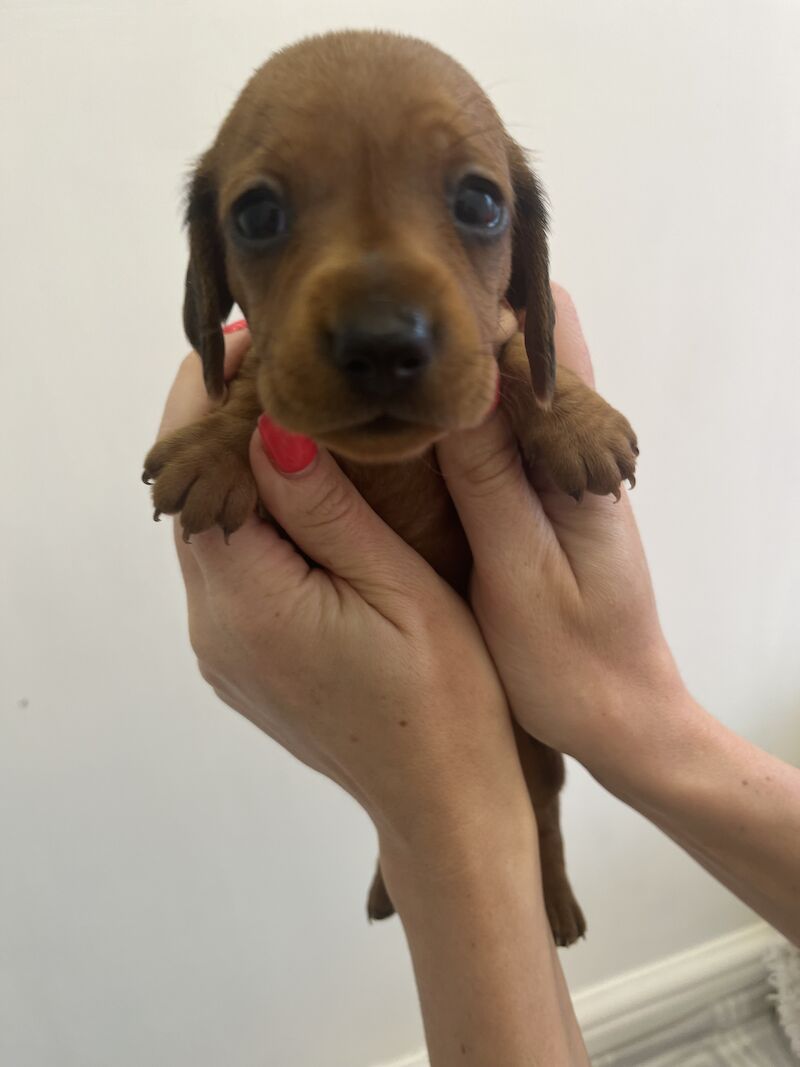 KC Clear Red Miniature Smooth Dachshunds for sale in Cloy, Wrexham - Image 6