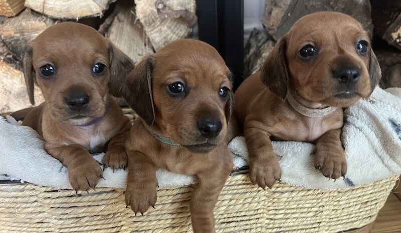 KC Clear Red Miniature Smooth Dachshunds for sale in Cloy, Wrexham - Image 7