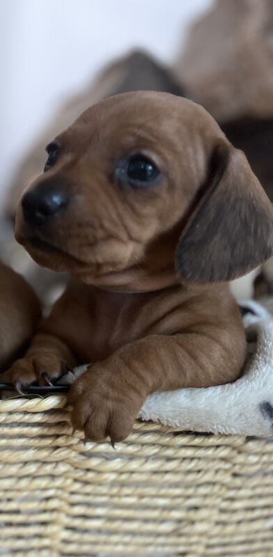 KC Clear Red Miniature Smooth Dachshunds for sale in Cloy, Wrexham - Image 8