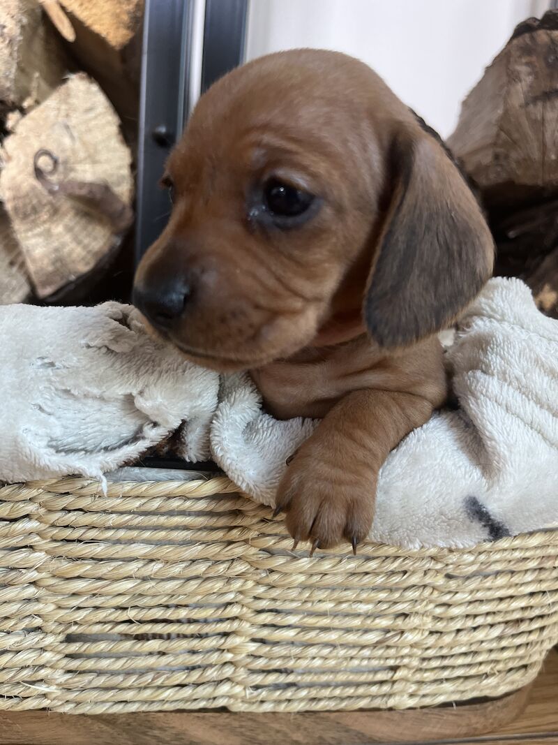 KC Clear Red Miniature Smooth Dachshunds for sale in Cloy, Wrexham - Image 9