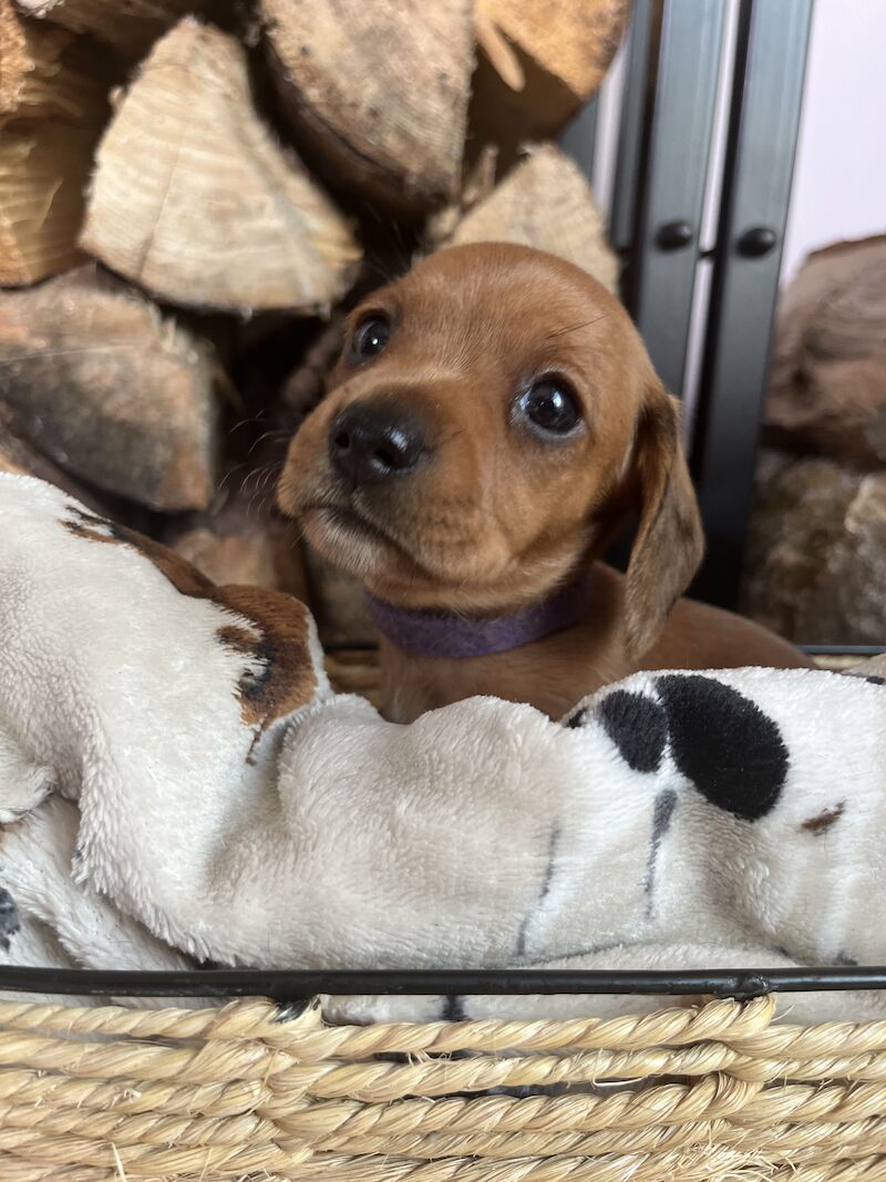 KC Clear Red Miniature Smooth Dachshunds for sale in Cloy, Wrexham - Image 10