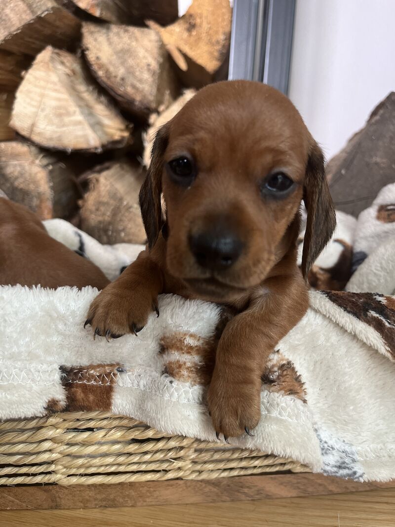 KC Clear Red Miniature Smooth Dachshunds for sale in Cloy, Wrexham - Image 11