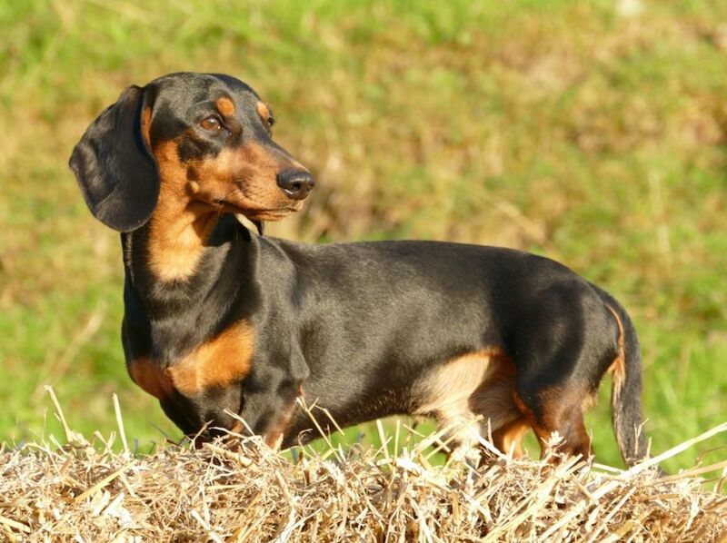 KC Clear Red Miniature Smooth Dachshunds for sale in Cloy, Wrexham - Image 12