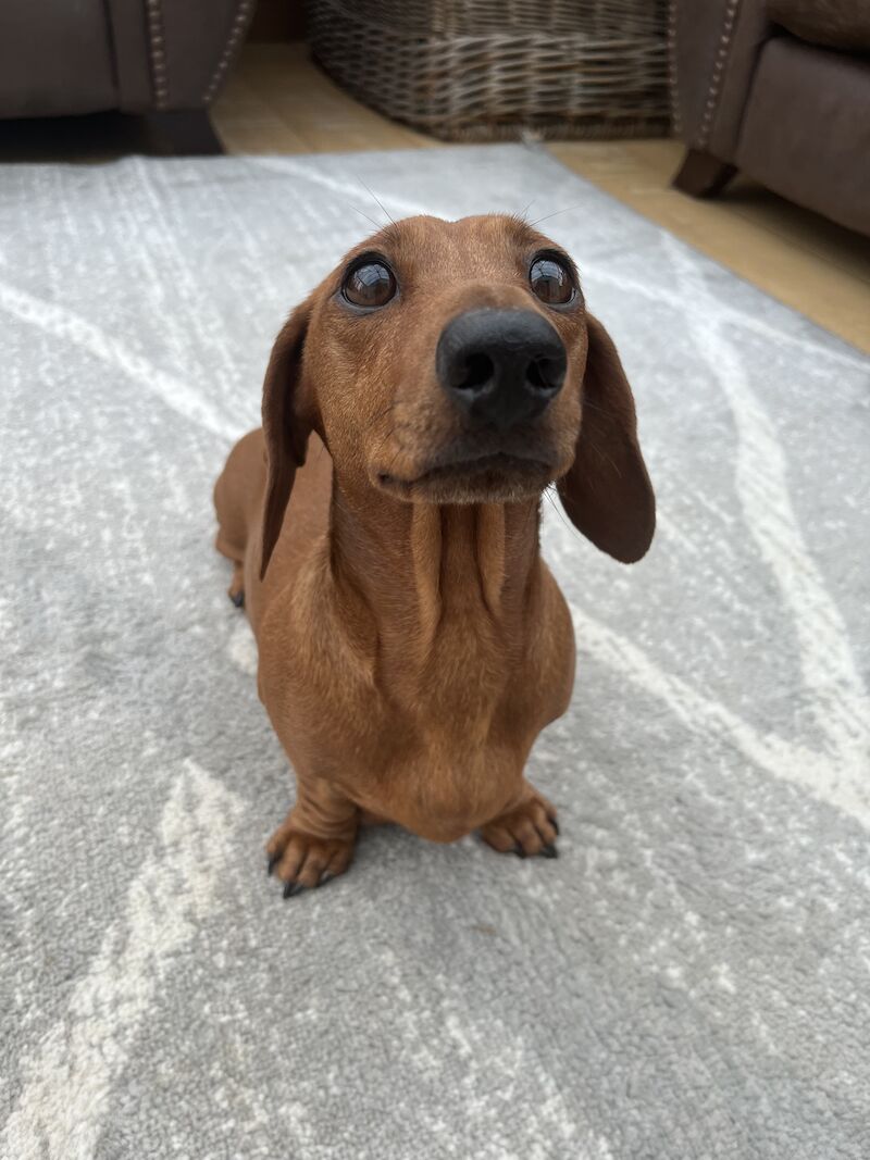 KC Clear Red Miniature Smooth Dachshunds for sale in Cloy, Wrexham - Image 13