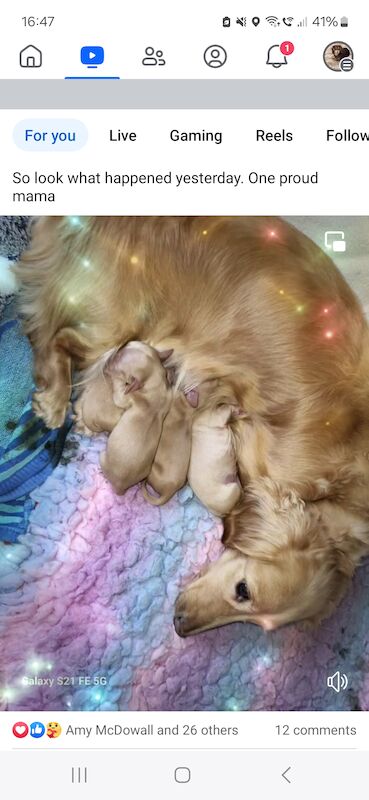 KC cream long haired miniature dachshund for sale in Gainsborough, Lincolnshire - Image 2