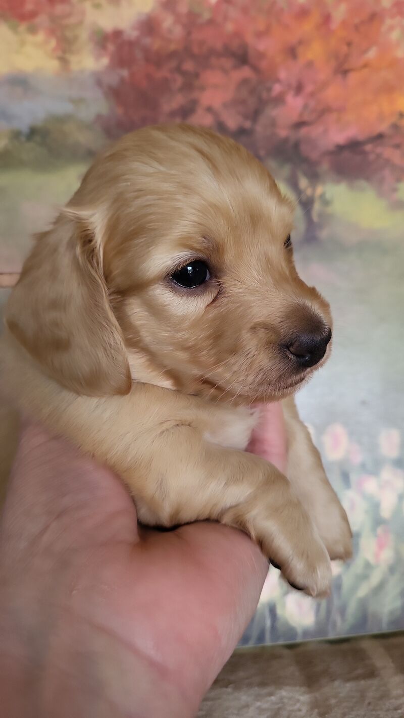KC cream stunning miniature dachshund for sale in Gainsborough, Lincolnshire - Image 1
