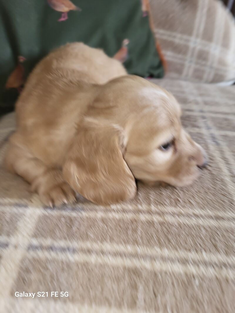 KC cream stunning miniature dachshund for sale in Gainsborough, Lincolnshire - Image 2