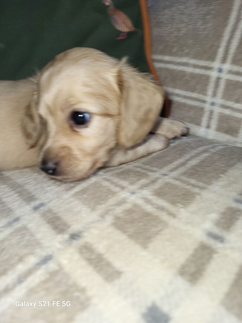 KC cream stunning miniature dachshund for sale in Gainsborough, Lincolnshire - Image 4