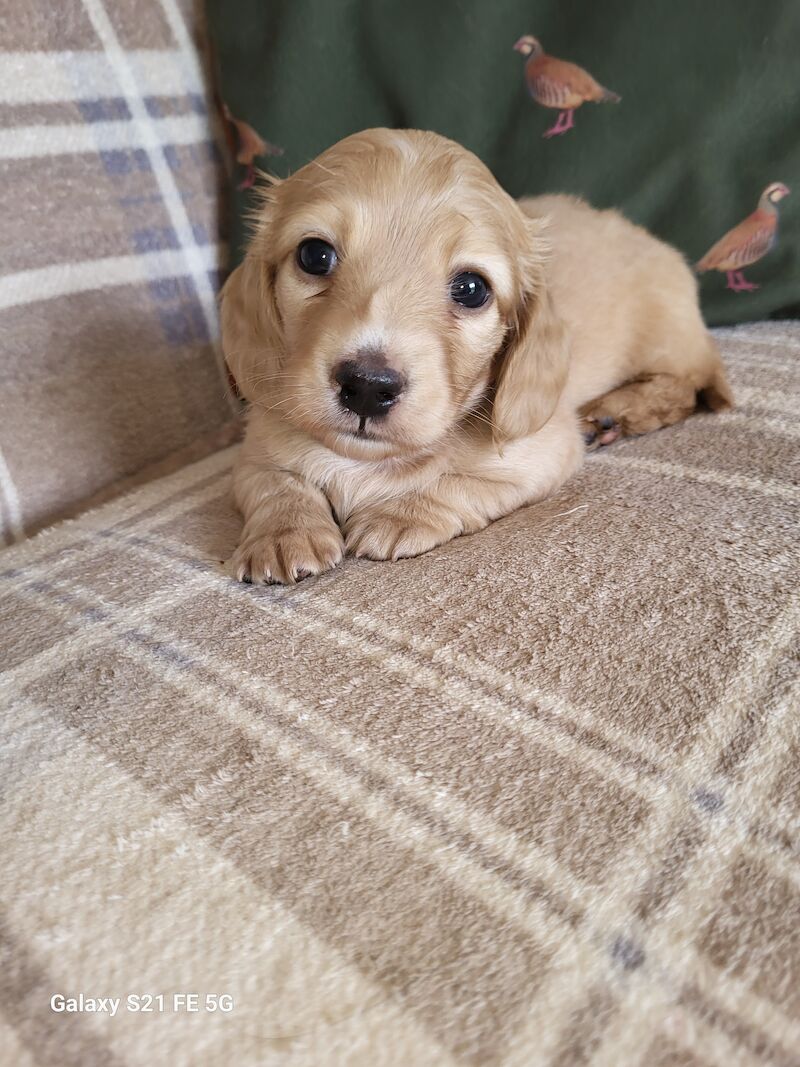 KC cream stunning miniature dachshund for sale in Gainsborough, Lincolnshire - Image 5