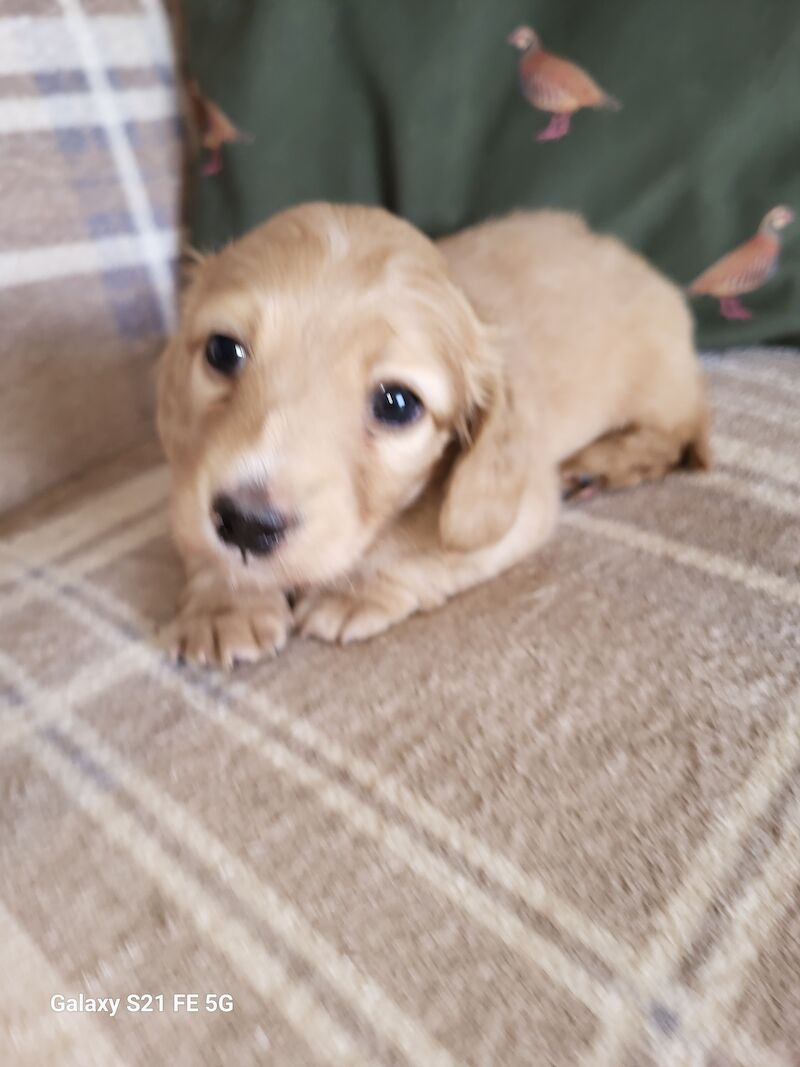 KC cream stunning miniature dachshund for sale in Gainsborough, Lincolnshire - Image 6