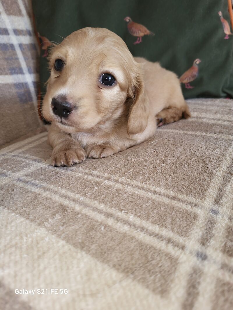 KC cream stunning miniature dachshund for sale in Gainsborough, Lincolnshire - Image 7