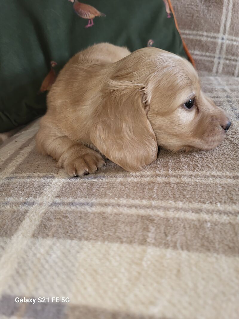 KC cream stunning miniature dachshund for sale in Gainsborough, Lincolnshire - Image 8