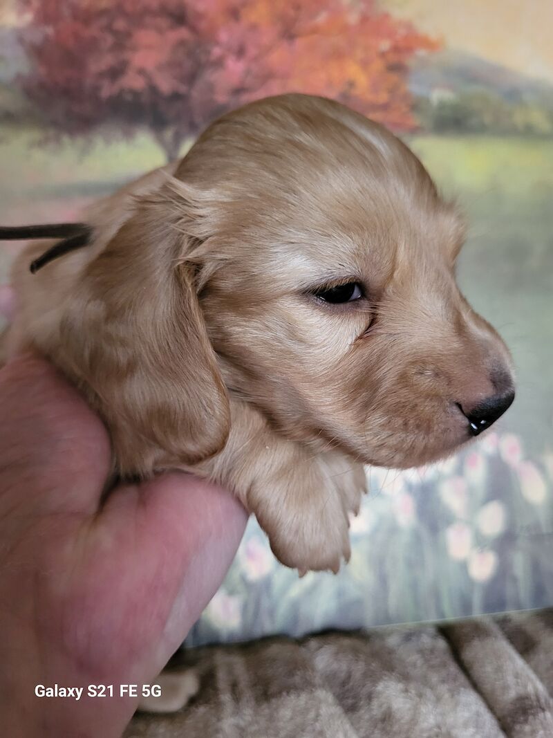 KC cream stunning miniature dachshund for sale in Gainsborough, Lincolnshire - Image 9