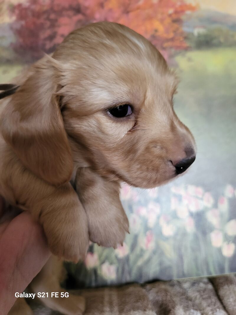 KC cream stunning miniature dachshund for sale in Gainsborough, Lincolnshire - Image 10