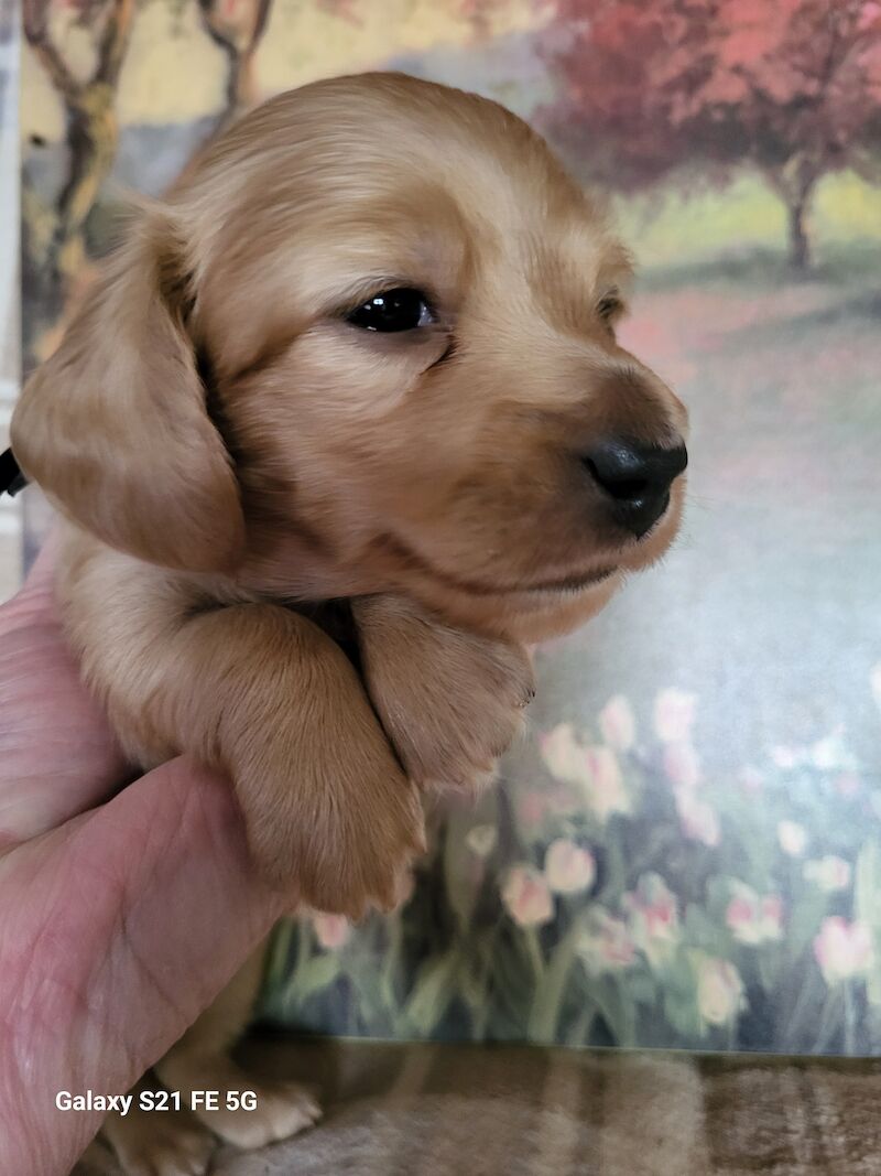 KC cream stunning miniature dachshund for sale in Gainsborough, Lincolnshire - Image 11