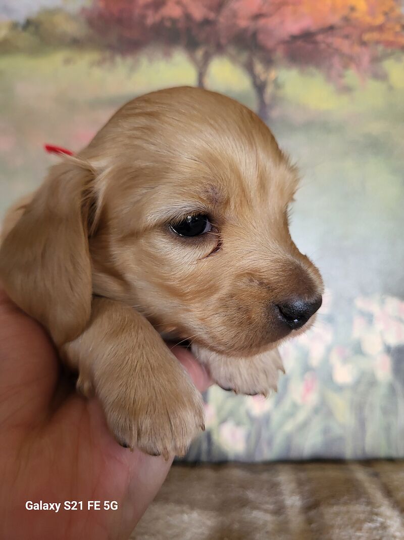 KC cream stunning miniature dachshund for sale in Gainsborough, Lincolnshire - Image 12