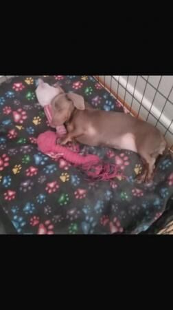 Kc dachshund girl Isabella/tan for sale in West Bromwich, West Midlands