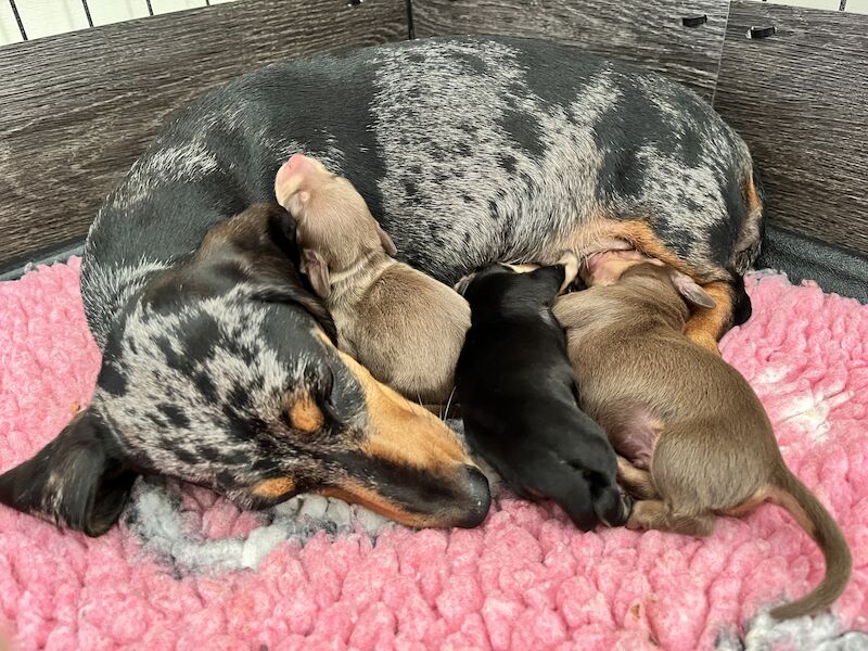 Kc Dachshund Puppies for sale in March, Cambridgeshire