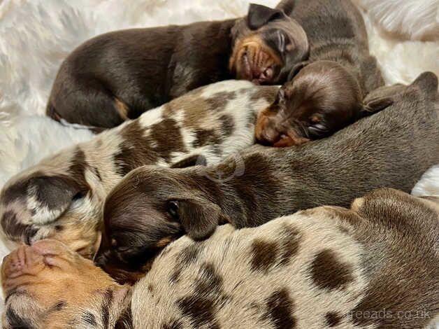 KC health tested dachshund puppies ! Dapple chocolate for sale in Maidstone, Kent - Image 1