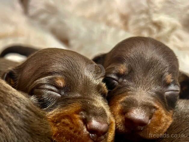 KC health tested dachshund puppies ! Dapple chocolate for sale in Maidstone, Kent - Image 2