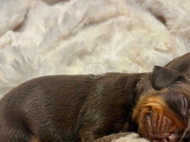 KC health tested dachshund puppies ! Dapple chocolate for sale in Maidstone, Kent - Image 3