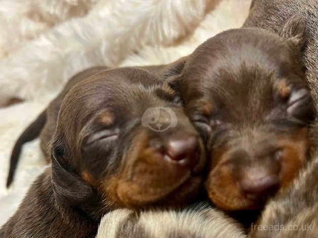 KC health tested dachshund puppies ! Dapple chocolate for sale in Maidstone, Kent - Image 4