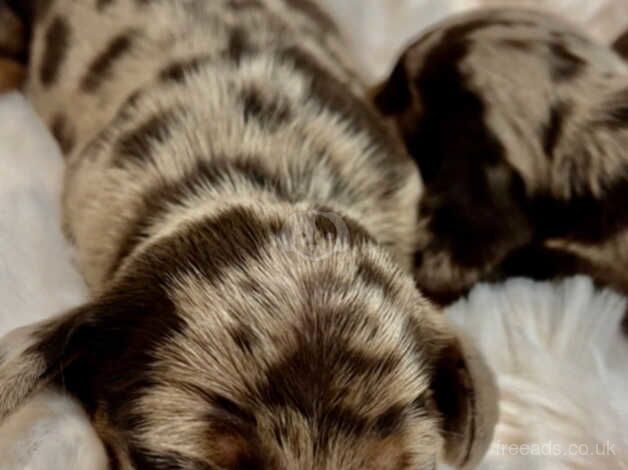 KC health tested dachshund puppies ! Dapple chocolate for sale in Maidstone, Kent - Image 5