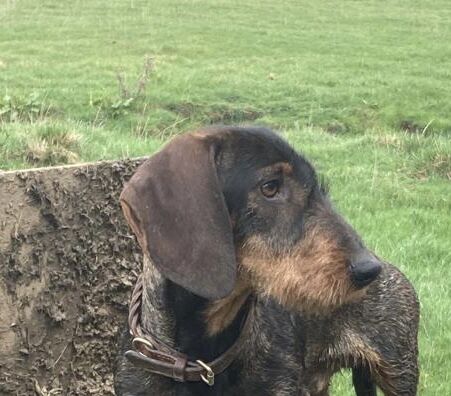 KC Health Tested Wirehaired Dachshund/ Teckel for sale in Daventry, Northamptonshire