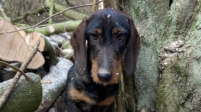 Dachshunds for sale in Daventry, Northamptonshire