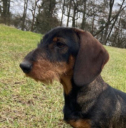 KC Health Tested Wirehaired Dachshund/ Teckel for sale in Daventry, Northamptonshire - Image 3