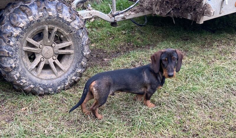 Dachshund Puppies for sale