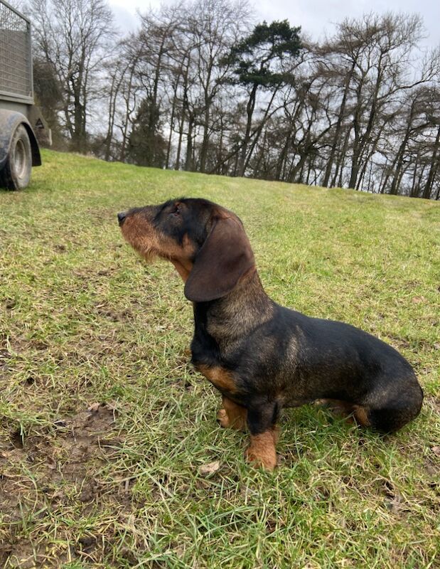 KC Health Tested Wirehaired Dachshund/ Teckel for sale in Daventry, Northamptonshire - Image 5